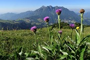 SENTIERO DEI FIORI ‘Claudio Brissoni’ ad anello da Capanna 2000 il 9 luglio 2020 - FOTOGALLERY